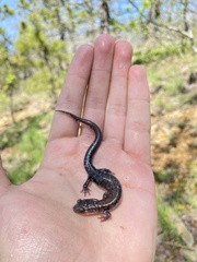 Plethodon ouachitae