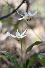 Erythronium citrinum