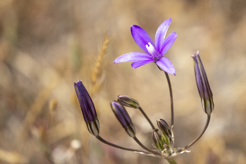 iNaturalist observation photo of crown brodiaea