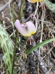 Erythronium citrinum