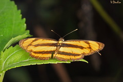 Pantoporia paraka