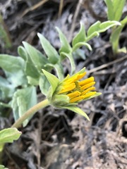 Balsamorhiza sericea