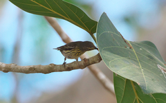 Setophaga tigrina