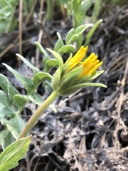 Balsamorhiza sericea