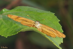 Pantoporia paraka
