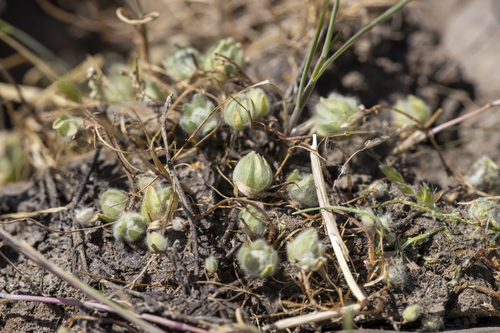 iNaturalist observation photo of Woolly-Marbles