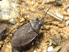 Pyrrhocoris