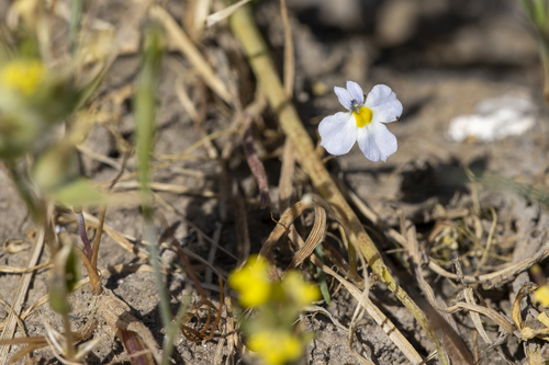 iNaturalist observation photo of toothed calicoflower