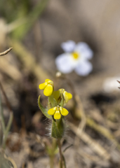 Castilleja campestris succulenta