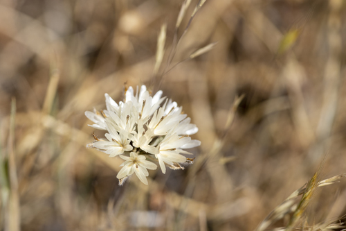 iNaturalist observation photo of Blow Wives