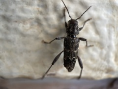 Xylotrechus nauticus