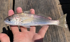 Genyonemus lineatus