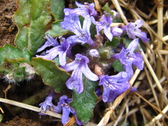 Ajuga decumbens