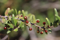 Rhamnus pilosa