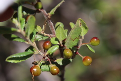 Rhamnus pilosa