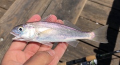 Genyonemus lineatus