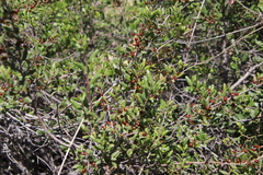 Rhamnus pilosa