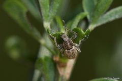 Andrion regensteinense