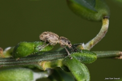 Andrion regensteinense