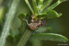 Andrion regensteinense