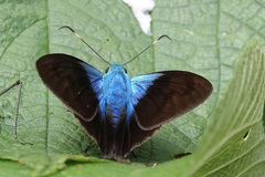 Astraptes weymeri