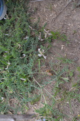 Astragalus crassicarpus