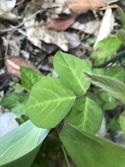 Desmodium rotundifolium