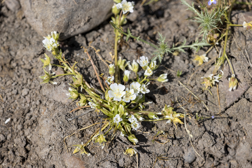 iNaturalist observation photo of white meadowfoam