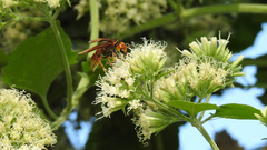 Montezumia ferruginea