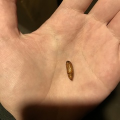 Lepidoptera