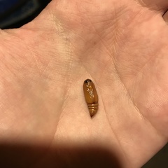 Lepidoptera