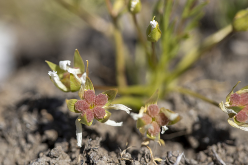 iNaturalist observation photo of Plants