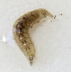 Ephydra