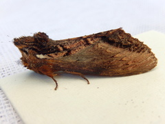Hylaeora eucalypti