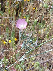 Sidalcea diploscypha