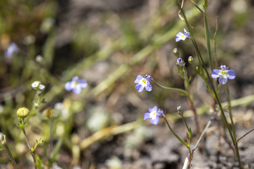 iNaturalist observation photo of Calicoflowers