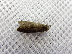 Lepidoscia euryptera