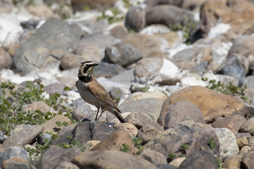 iNaturalist observation photo of Horned Lark