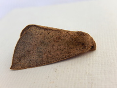 Mnesampela heliochrysa