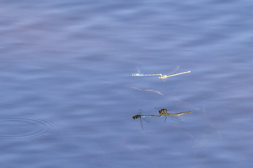 iNaturalist observation photo of Bluets