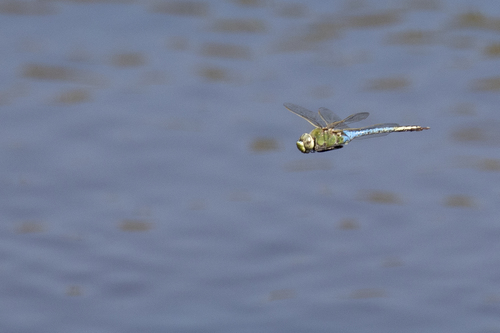 iNaturalist observation photo of Common Green Darner