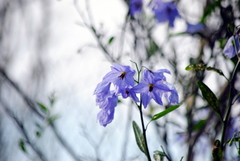 Solanum amygdalifolium