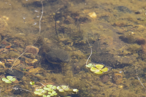 iNaturalist observation photo of American Bullfrog