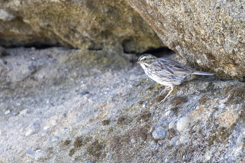 iNaturalist observation photo of Savannah Sparrow