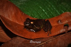 Pristimantis penelopus