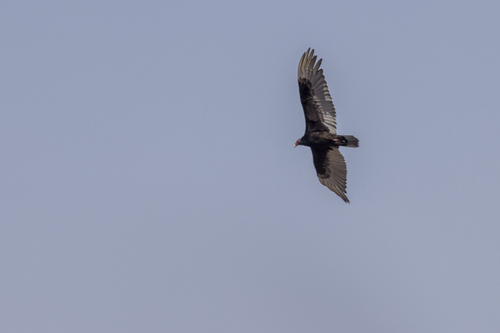 iNaturalist observation photo of Turkey Vulture