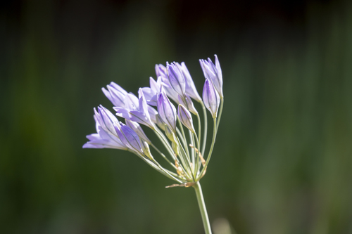 iNaturalist observation photo of Ithuriel's Spear