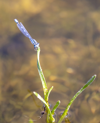 iNaturalist observation photo of Bluets