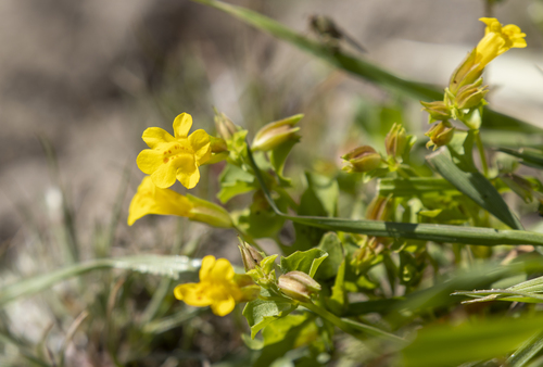 iNaturalist observation photo of monkeyflowers