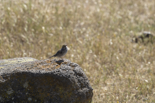 iNaturalist observation photo of Savannah Sparrow